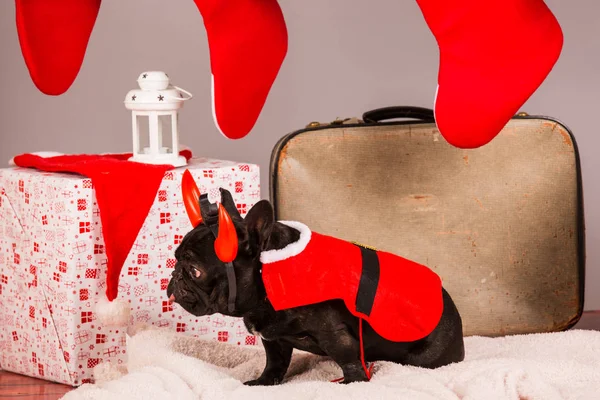 French bulldog with christmas decoraion — Stock Photo, Image