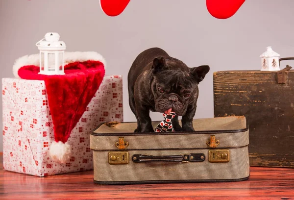 French bulldog with christmas decoraion — Stock Photo, Image