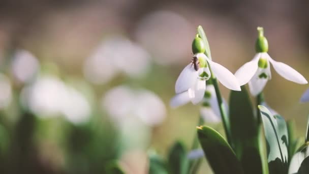 Квіти красиві Пролісок — стокове відео