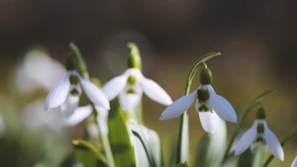 Bellissimi fiori di bucaneve — Video Stock