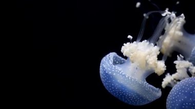 Görüntüleri ile parlayan medusas