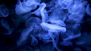 Görüntüleri ile parlayan medusas
