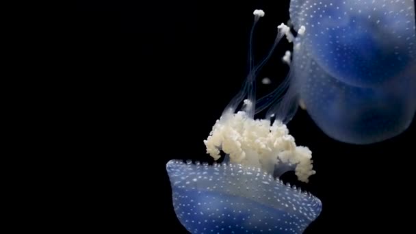 Кадри Блискучими Медузами — стокове відео