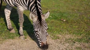Grant'ın Zebra (Equus quagga boehmi) yemek çimen