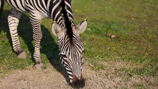 Grant Zebra Equus Quagga Boehmi Eating Grass — Stock Video