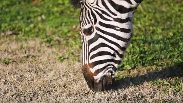 Grants Zebra Equus Quagga Boehmi Frisst Gras — Stockvideo