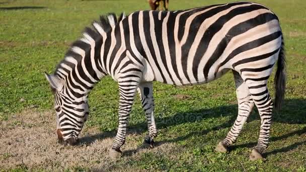 Grants Zebra Equus Quagga Boehmi Frisst Gras — Stockvideo