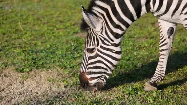 Cebra Grant Equus Quagga Boehmi Comiendo Hierba — Vídeos de Stock