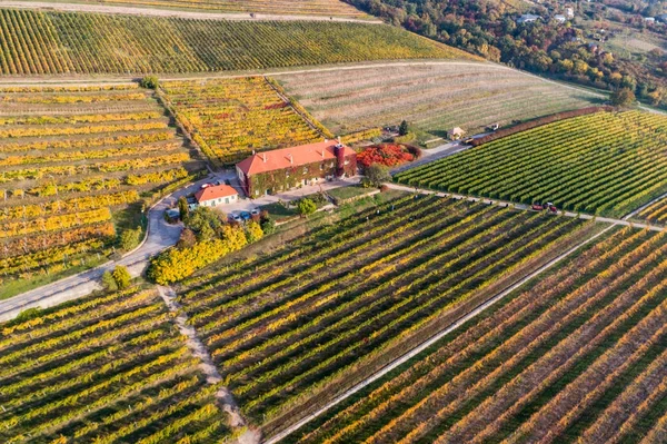 Vista aérea del viñedo — Foto de Stock