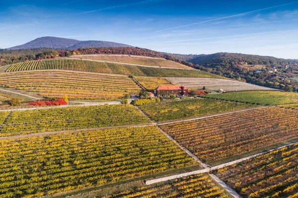 Vista aérea del viñedo — Foto de Stock