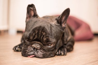 Fransız bulldog uyku