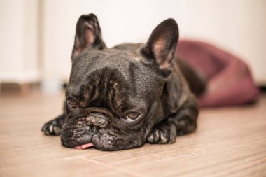 Fransız bulldog uyku