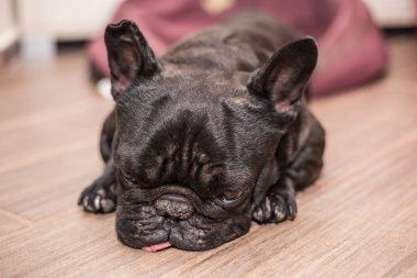 Fransız bulldog uyku