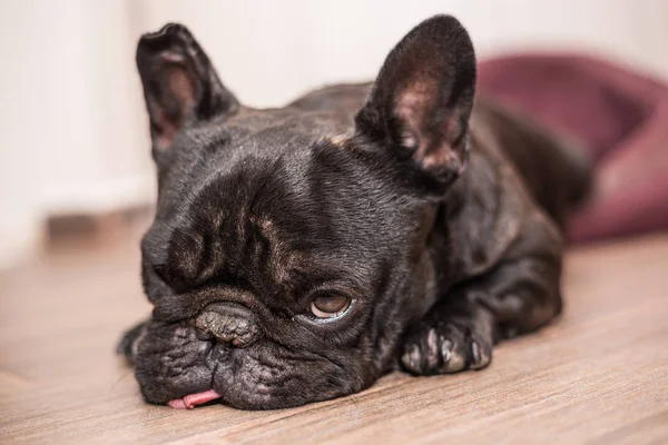 Franse bulldog slapen — Stockfoto