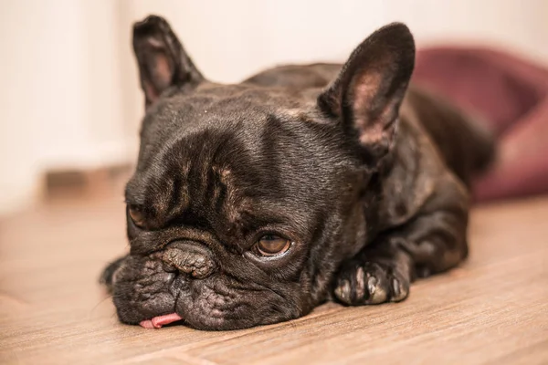 Fransk bulldog sover — Stockfoto