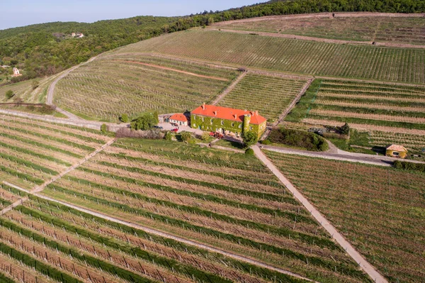 Vista aérea de un hermoso viñedo — Foto de Stock