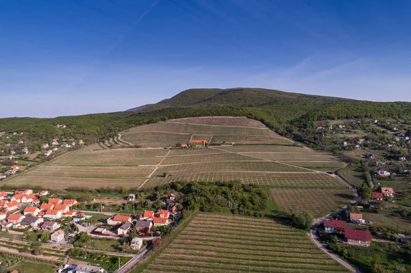 Aerial view of beautiful vineyard — Stock Photo, Image