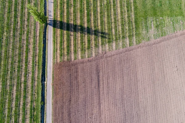 Luftaufnahme des schönen Weinbergs — Stockfoto
