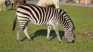 Grant'ın Zebra (Equus quagga boehmi) yemek çimen