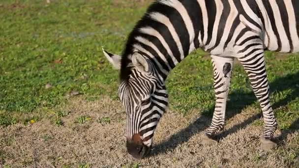 Grant je Zebra (Equus quagga boehmi) jíst trávu