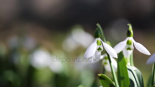 Hermosas Flores Nieve Galanthus Nivalis Primavera — Vídeos de Stock