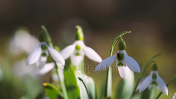 Schöne Schneeglöckchen Blüten Galanthus Nivalis Frühling — Stockvideo