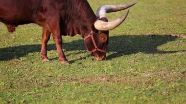 Ankole Watusi bir modern Amerikan yerli sığır çeşidi. 