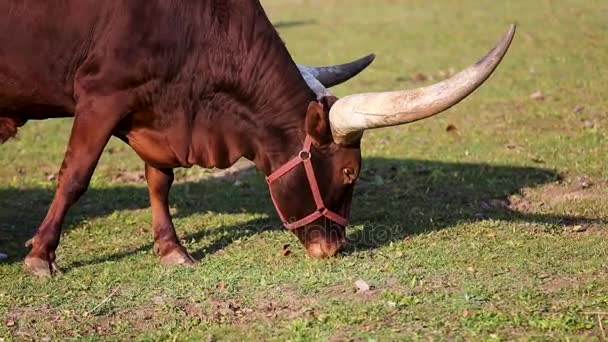 Ankole Watusi Ist Eine Moderne Amerikanische Rasse Von Hausrindern — Stockvideo