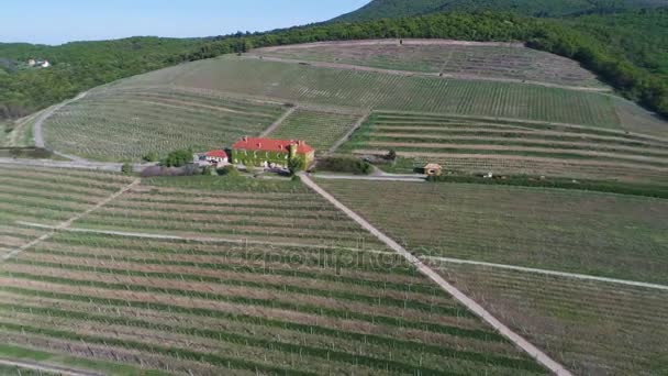 Luftaufnahme Riesige Weinberge — Stockvideo