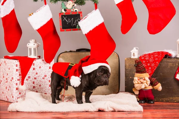 Santa french bulldog — Stock Photo, Image