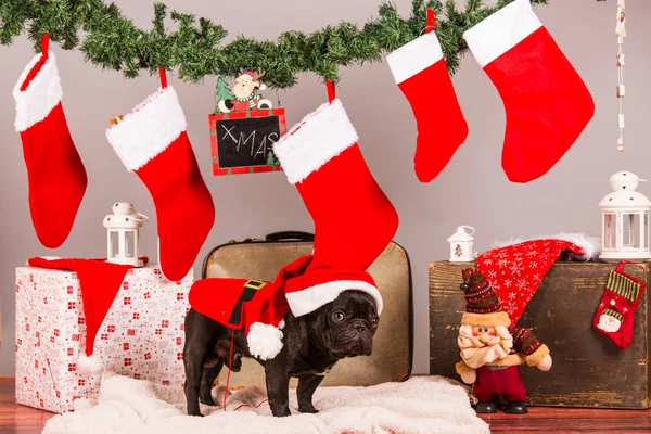 Santa french bulldog — Stock Photo, Image