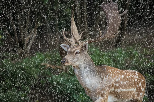 Fallow deer, dama dama — Stock Photo, Image