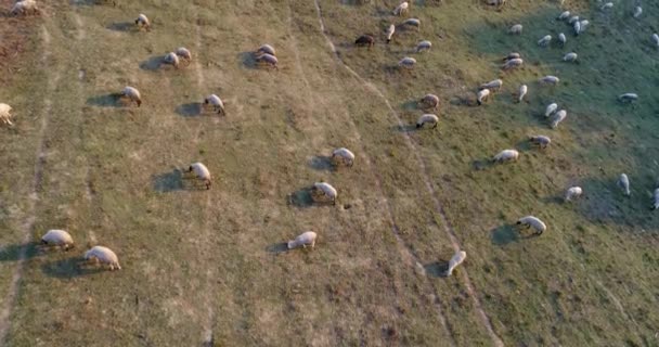 Bir Çiftliğin Koyunları Ile Havadan Görünümü — Stok video