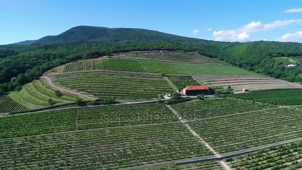 Aerial Video Huge Vineyards — Stock Video