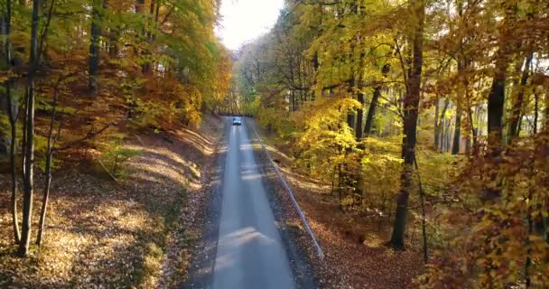 Floresta Outono Com Estrada — Vídeo de Stock