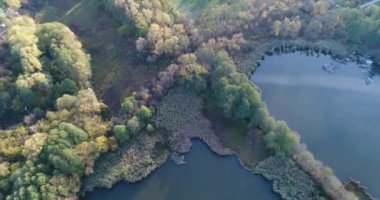 Göl orfu ağaçları ile havadan görünümü