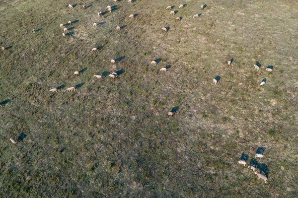 Um monte de ovelhas — Fotografia de Stock