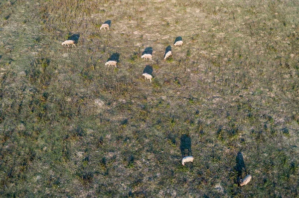 Πολλά πρόβατα — Φωτογραφία Αρχείου