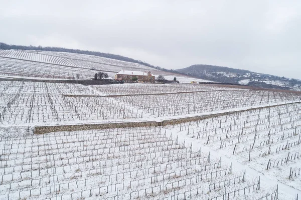 Aerial photo of Vineyard — Stock Photo, Image