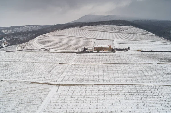 Foto aérea de Viñedo — Foto de Stock