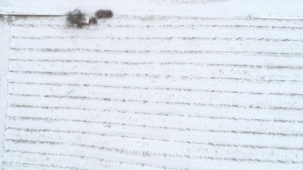 Luchtfoto Video Van Wijngaard Winter Met Sneeuw — Stockvideo