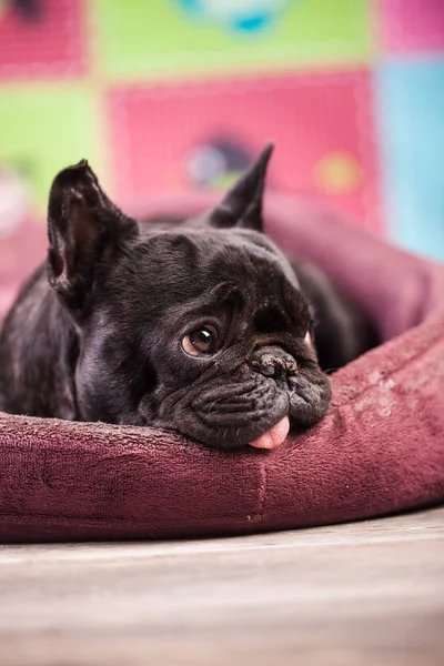 Französische Bulldogge entspannt — Stockfoto