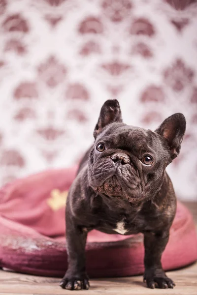 Bulldog francés relajante — Foto de Stock