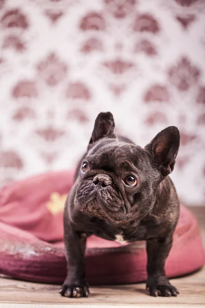 Bulldog francês relaxante — Fotografia de Stock