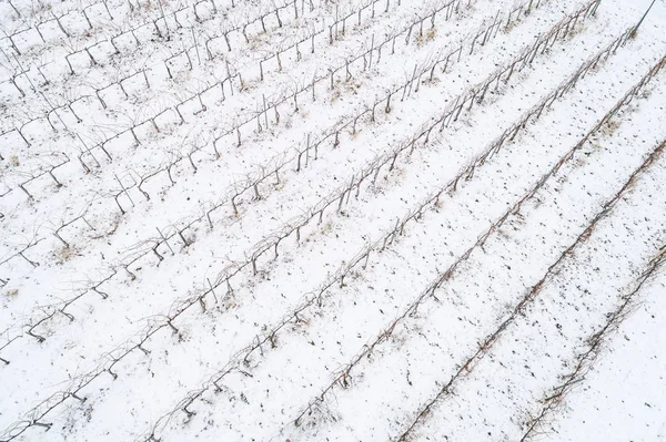 Foto aérea de Vineyard — Fotografia de Stock