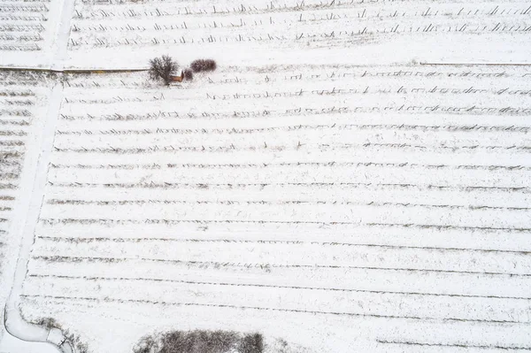 Aerial photo of Vineyard — Stock Photo, Image