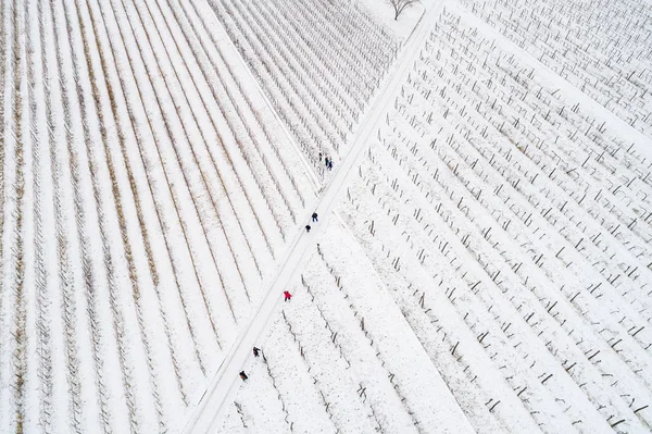 Foto aérea de Vineyard — Fotografia de Stock