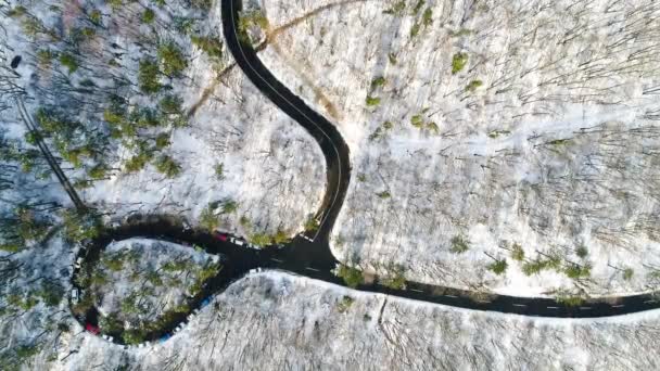 Aerial Video Curvy Road Forest — Stock Video