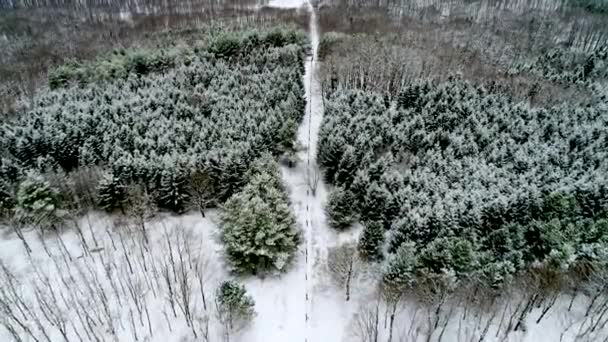 Voo Aéreo Sobre Árvores Inverno — Vídeo de Stock