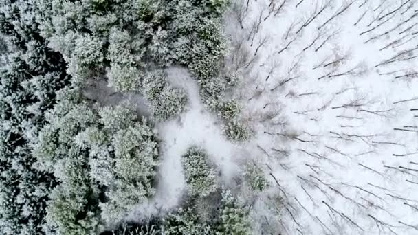 Voo Aéreo Sobre Árvores Inverno — Vídeo de Stock